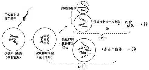 二倍体简图图片